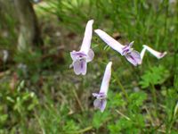 ジロボウエンゴサク Corydalis decumbens - Familiar Flowers 2