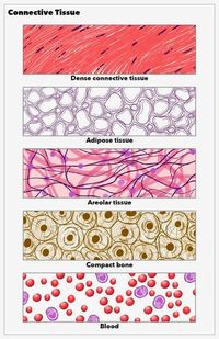 [Figure, Connective tissue, dense, adipose, areolar, compact bone, blood. Illustration by Emma Gregory] - StatPearls - NCBI Bookshelf