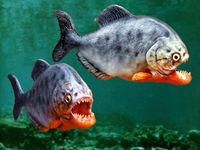 Piranhas