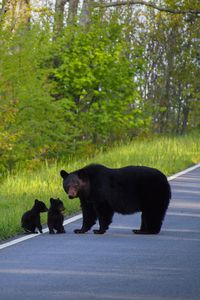 Black bear mother with her little cubs on Skyline Drive in Shenandoah National Park, Virginia, USA.