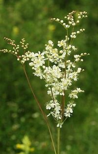 Fernleaf Dropwort (Filipendula vulgaris) is a perennial plant zone 3-9 is related to meadowsweet. It grows a fern looking basal rosette in the first year and then develops tall stems approximately 15 to 20 inches long with creamy colored white flowers in the second year. Prefers full sun to part shade. The seeds need a stratification period of 3 months of cold to break the dormant cycle. You may place them in the refrigerator or simply plant them out in the fall and after the winter's cold cycle they will germinate. After stratification, if starting indoors, press seed onto moist soil and keep moist until germination which can be anywhere from 30 to 90 days.   50 seeds per pkg.