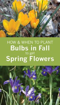 Guide to Planting Spring-flowering Bulbs in Fall  When and how to plant daffodils, grape hyacinths, Dutch irises, crocuses and hyacinths in fall for spring blooms via @gardenexperimnt