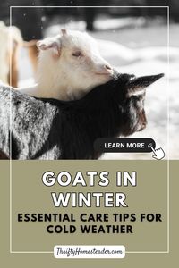 Winter can be tough on goats, but with the right preparation, your herd can thrive. This article dives into essential winter care for goats, including shelter tips, the best bedding options, and how to manage extreme cold. Get the insights you need to protect your goats in winter.