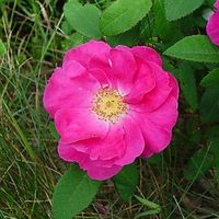 Rosa gallica (French rose): Go Botany