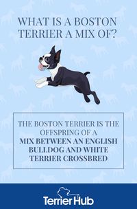 What Is Boston Terrier a Mix of? | TerrierHub