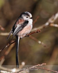 Long-tailed Tit near the feeders at Otmoor