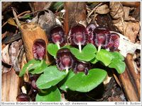 Mountain Helmet-orchid: Corysanthes sp. aff. diemenica [Previously included with Corybas dilatatus]