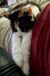 A calico cat lays on a lap with outstretched arms