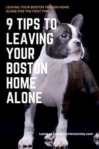 If you are leaving your Boston Terrier alone for the first time, you are going to want to follow these 9 steps. When Bella was a puppy, my biggest concern was her happiness & hopefully coming home to no poop. Can Boston Terriers be left alone? Yes, you can leave your Boston Terrier home alone. You will need to provide the following before you go: entertainment, a place to potty, comfy place to sleep, and of course food & water. Do not leave your Boston alone for more than 12 hours. #dogs #pets