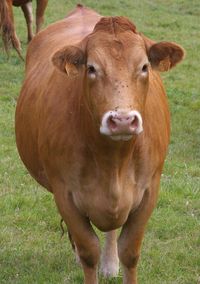 limousin cattle, about limousin cattle, limousin cattle breed, limousin cattle breed info, limousin cattle breed facts, limousin cattle color, limousin cattle characteristics, limousin cattle care, caring limousin cattle, limousin cattle facts, limousin cattle for meat, limousin cattle farms, limousin cattle farming, limousin cattle history, limousin cattle info, limousin cattle images, limousin cattle meat, limousin cattle milk, limousin cattle origin, limousin cattle pictures, limousin ...