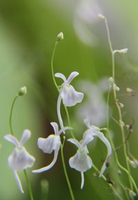 Flor de Utricularia Sandersonii