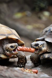 Can Turtles Eat Hot Dogs? Are hot dogs a treat or a threat to your turtle’s health? Find out in this comprehensive analysis. Learn what to feed your turtle to maintain its health and well-being.