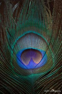 beautiful nature; Luminescent peacock feather