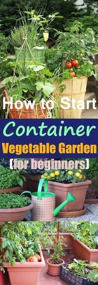 Growing vegetables in pots is an excellent idea if you have a limited space, starting your own container vegetable garden gives you a chance to produce a bountiful harvest of edibles that are freshest…MoreMore #ContainerGardening #pottedvegetablegardening