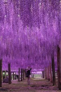 Tunnel of wisteria blossoms, Kawachi Fuji Gardens, Fukuoka, Japan... Beautiful