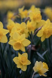 Spring daffodils fine art photography.  This image is in vertical/portrait orientation and will be printed on Kodak Endura Professional Paper for years of everlasting beauty.  FRAME AND MAT ARE FOR REFERENCE ONLY AND NOT INCLUDED IN YOUR ORDER.  Please message me with any questions or special requests.  Thank you for visiting my shop. Jennifer of Stills by Stilwell