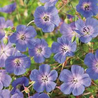 Geranium 'Rozanne' (Gerwat) - perenn