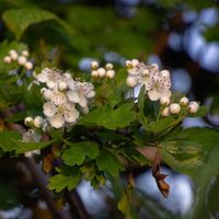 The Hawthorn Tree - Magic and Ritual | Snapdragon Life