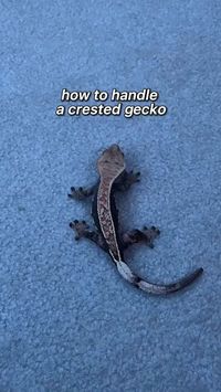 Handling should start once the gecko weighs over 10 grams and has acclimated to its new environment, which may take 2 to 4 weeks. video credit -> addiesgecko #crestedgecko #crestedgeckohabitat #crestedgeckocare