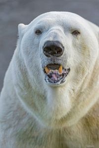 Their fur is technically colorless—each strand is transparent and pigment-free with a hollow core that reflects light, giving the impression of white.