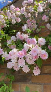 Transform a simple wall or large fence into a stunning border with a fragrant and blooming rambling rose, such as Paul's Himalayan Musk showcased here. Love this concept? Save it for later and share it with a friend.