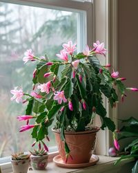 Follow these steps to trigger your Christmas Cactus to bloom