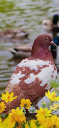 A beautiful brown white pigeon. #Animals #Birds #BeautifulBirds #BirdFeathers