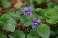 Viola cucullata, the hooded blue violet, marsh blue violet or purple violet, is a species of the genus Viola native to eastern North America, from Newfoundland west to Ontario and Minnesota, and south to Georgia.[1]