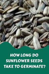 Sunflower seeds take 4 to 11 days to germinate, depending on soil conditions (temperature and moisture are the most important factors). To speed up germination, plant sunflower seeds 1 to 1.5 inches deep in warm soil (70 to 78 degrees Fahrenheit) that is damp, but not soaked.