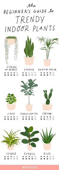 Keep your indoor plants strong + healthy with this simple beginner’s guide to trendy indoor plants.