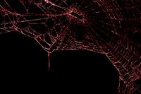 Red spider web header/banner