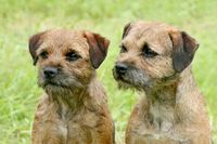 Border Terriers