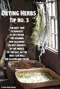 Drying Herbs: Tips for Preserving Your Garden Herbs