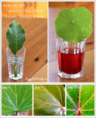 STEM for Kids: Exploring how water travels through various leaves. Fun plant science activity for kids. Post includes a free printable recording sheet! NGSS: Disciplinary Core Idea LS1.C ~ BuggyandBuddy.com