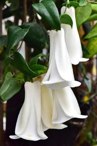 Lapageria rosea -- The Chilean Bellflower