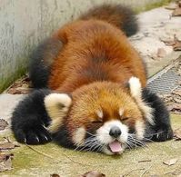 #redpanda #cute #cuteanimals