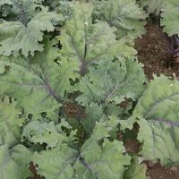 Red Russian Kale Seeds | Johnny's Selected Seeds