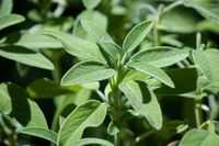 Salvia Care 101: How to Grow Salvia at Home - Bob Vila