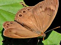 Appalachian Brown Satyrodes appalachia (R.L. Chermock, 1947) | Butterflies and Moths of North America