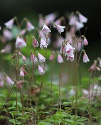 Linnaea borealis, wildplant, which I love.