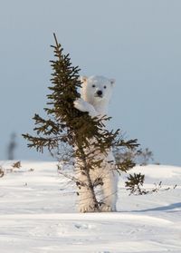 Polar Bear