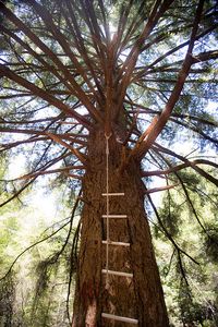 Tree 9, UC Santa Cruz