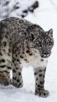 Snow leopard #leopard #leopardo #snowleopard #bigcat #feline #nature #naturelovers #naturebeauty #animali