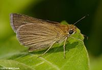 Swarthy Skipper (Nastra lherminier)