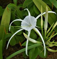 Hymenocallis speciosa (Spider Lily)