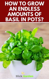 HOW TO GROW AN ENDLESS AMOUNTS OF BASIL in pots? You should choose the best location for your basil plants where they get full sunlight. They grow best if they get sunlight for 6 to 8 hours. The soil must be moist and well-drained for getting good production of your basil plants.