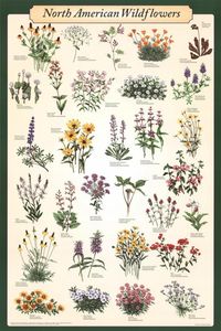 PRICES MAY VARY. Attractive colorful educational poster charts 30 major types of wildflowers and measures 24 inches by 36 inches Full-size poster