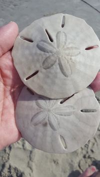 The same goes for the sand dollars. Enjoy the ones that are still living, but leave them on the island.