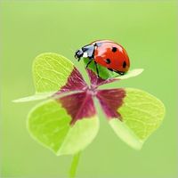 Also, the smell of clover is sweet, and studies have shown it induces a feeling of calm - this is also adds to the symbolism of attainment and contentment associated with dreaming of shamrocks.