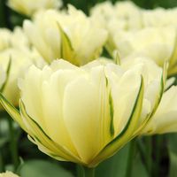 Recently introduced, Tulip 'Exotic Emperor' provides a highly romantic display in early spring with its large, double, and fluffy white flowers, delicately green and cream flamed. Quite an impressive display when planted en masse! While looking like a peony-flowered tulip, 'Exotic Emperor' is a member of the Fosteriana Tulips, a group famed for its large early blooms, sturdy stems, and strong reliability. Will naturalize easily and come back year after year. Grows up to 14-16 inches tall (35-40